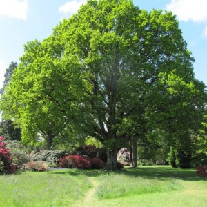Саженец дуба Крупнопыльникового 60-100 см