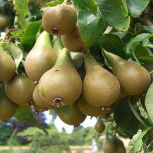 Груша Дагестанская летняя