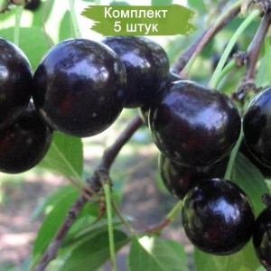 Саженцы черевишни Черный принц -  комплект 5 шт.