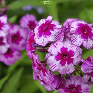 Саженцы флокса Дракон -  комплект 5 шт.