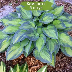Саженцы хосты Июнь (June) -  комплект 5 шт.