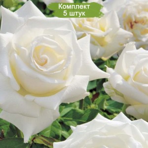 Саженцы шраб розы Уайт Кристмас (White Christmas) -  комплект 5 шт.