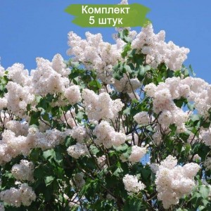 Саженцы сирени Память о Колесникове -  комплект 5 шт.