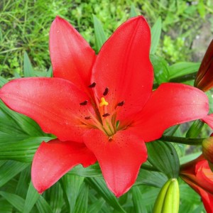 Луковица лилии Colares (Коларес ) ЛА-гибрид