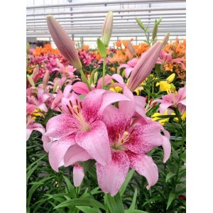 Луковица лилии PINK BRUSH (Розовая кисть ) ЛА-гибрид