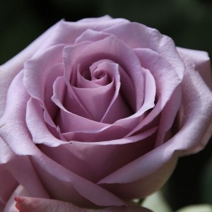 Саженец чайно-гибридной розы Оушен Сонг (Ocean Song)