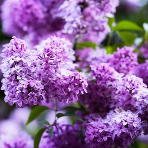 Саженец сирени обыкновенной Сенсация (50 - 70 см.)