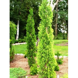 Туя западная Degroot's Spire-NB