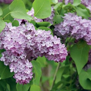 Сеянец Сирень Lavander Lady