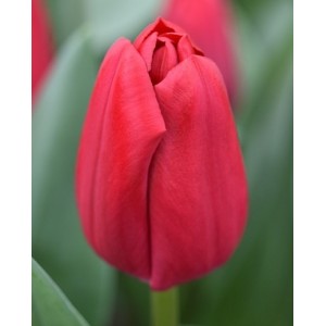 Луковица тюльпана Карри (Сurry)