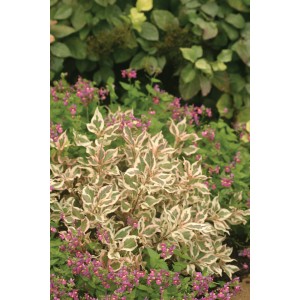 Саженец вейгелы пестролистной Зибольда Маргината (Sieboldii Argenteo-Marginata)