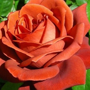 Саженец шраб розы Леонидас (Leonidas)