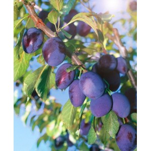 Саженец ранней фиолетовой сливы Уральский чернослив