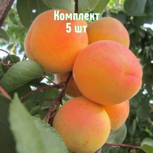 Комплект 5шт / Абрикос Крымский Амур